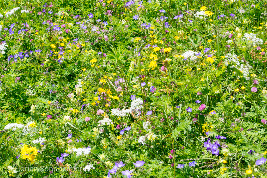 Blumenwiese