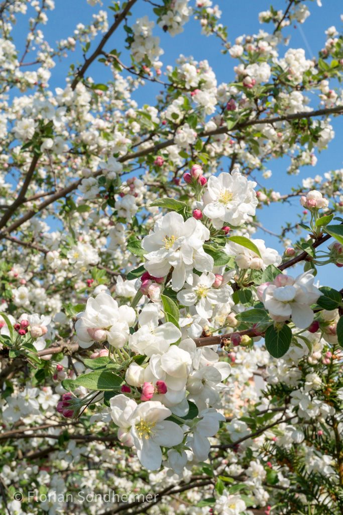 Frühling