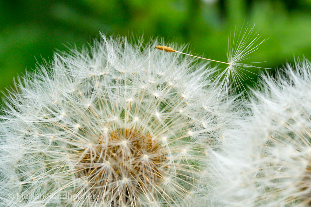 Pusteblume