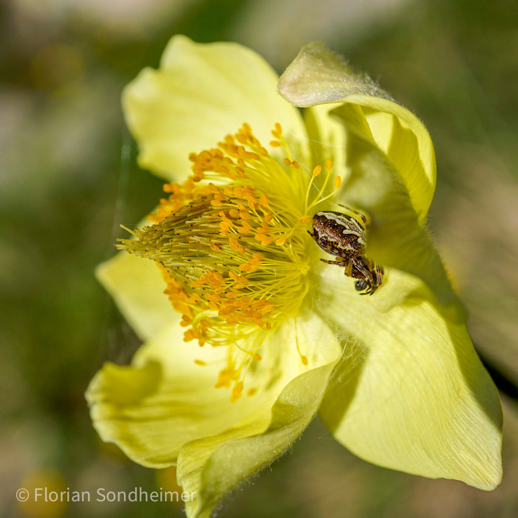 Blume