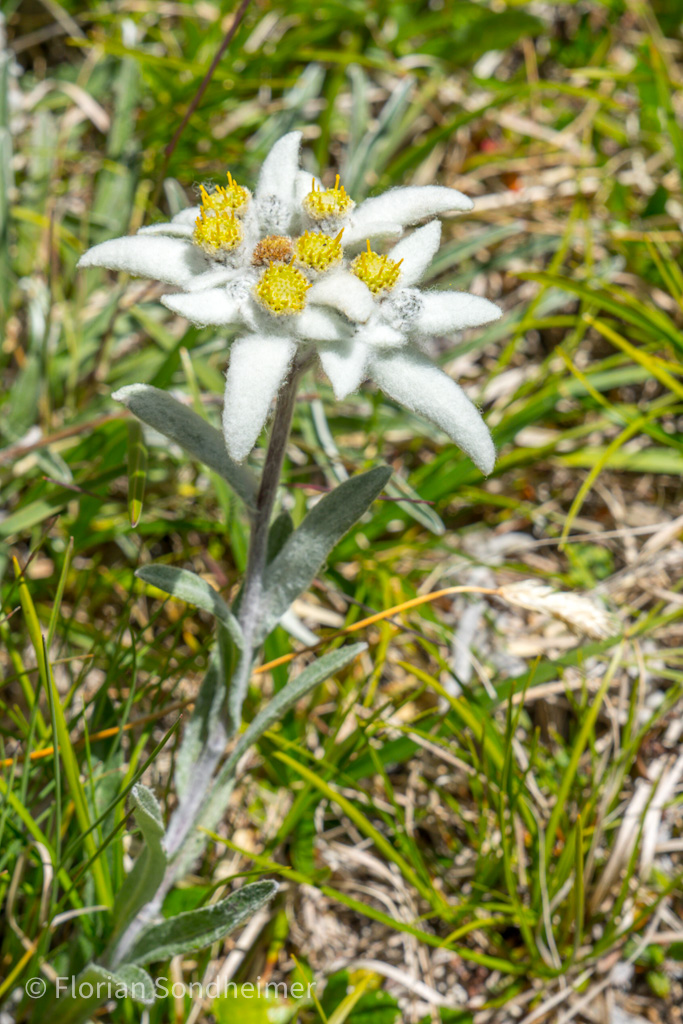 Blume