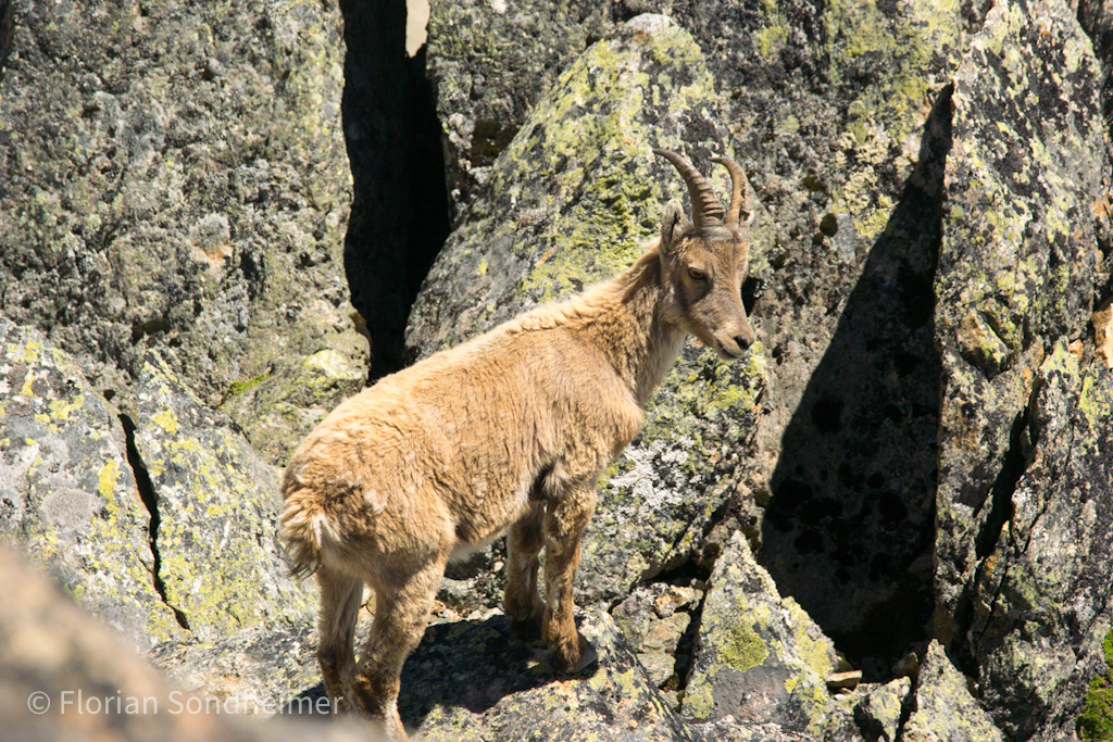 Steinbock