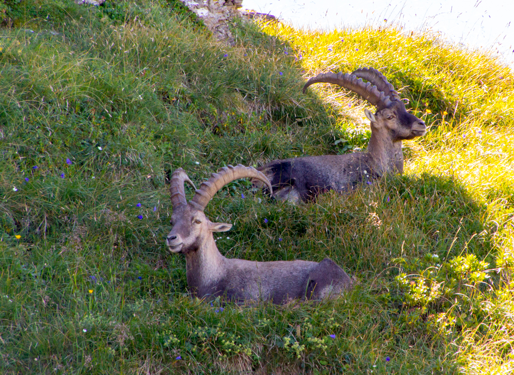 Steinbock