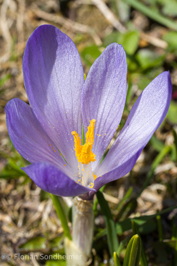 Blume