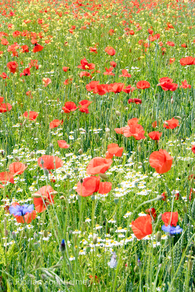 Blumen