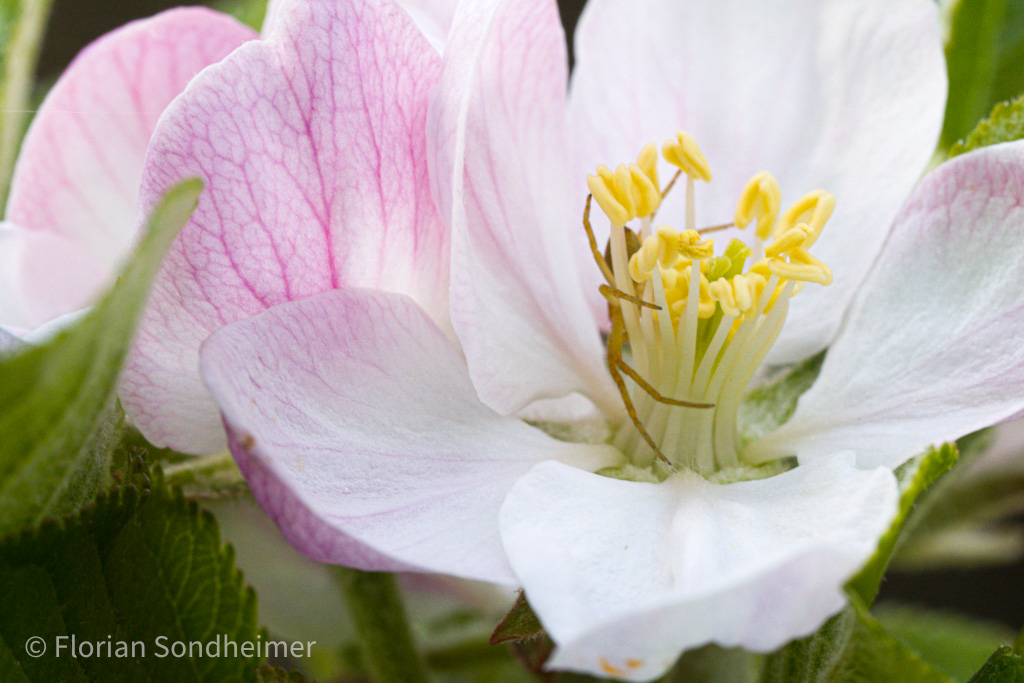 Blume