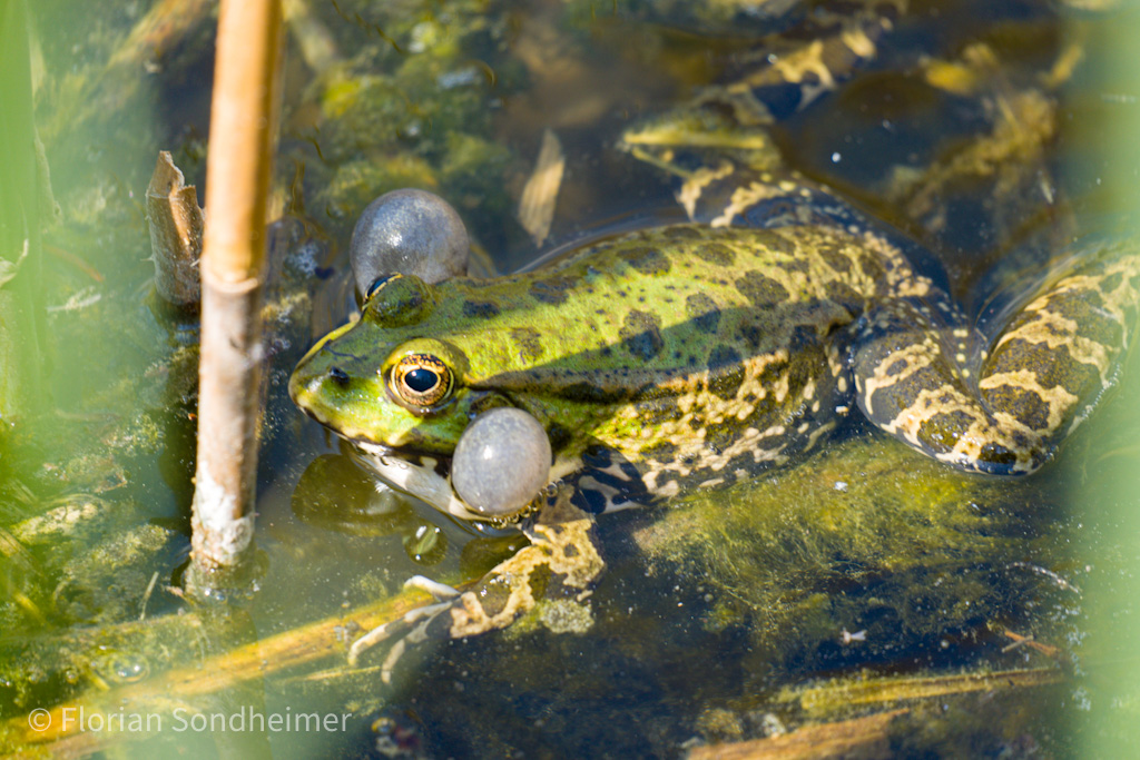 Frosch