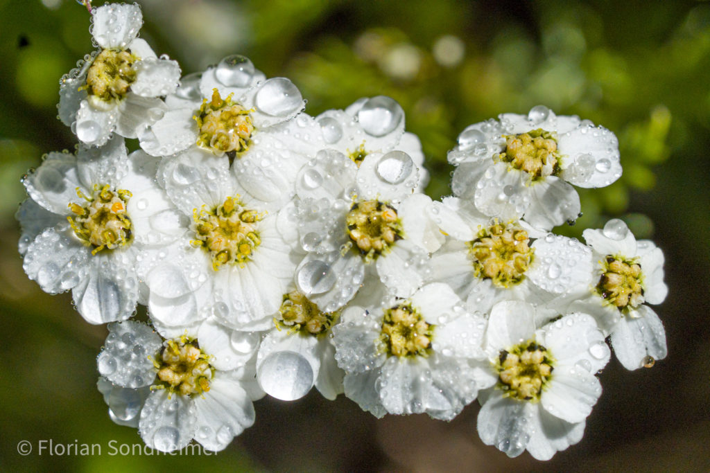 Blume