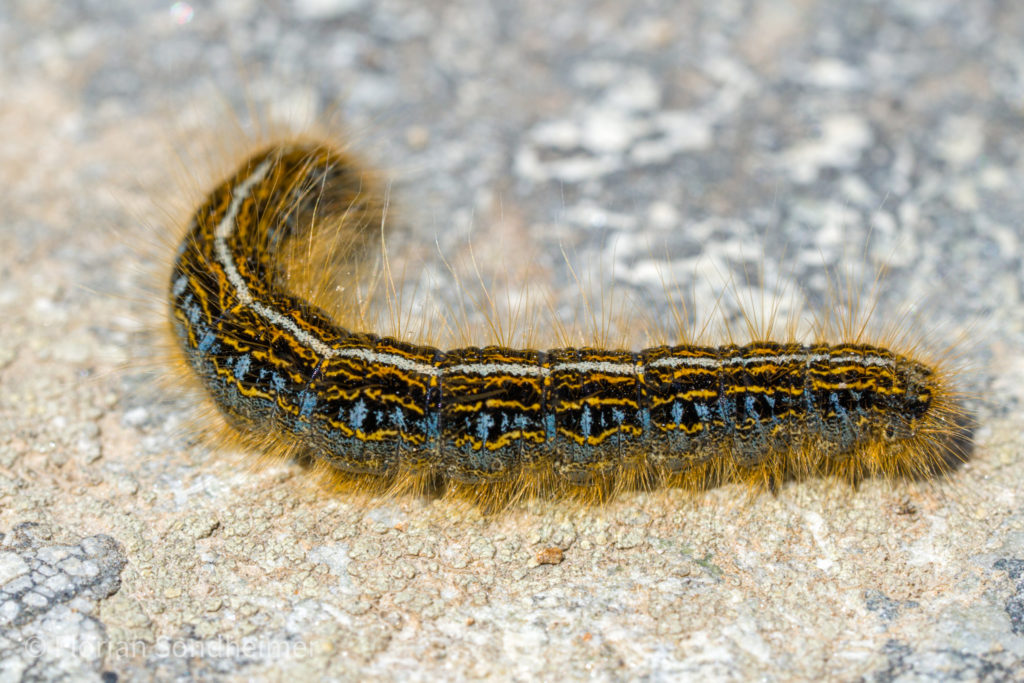 Raupe