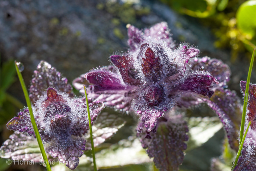 Blume