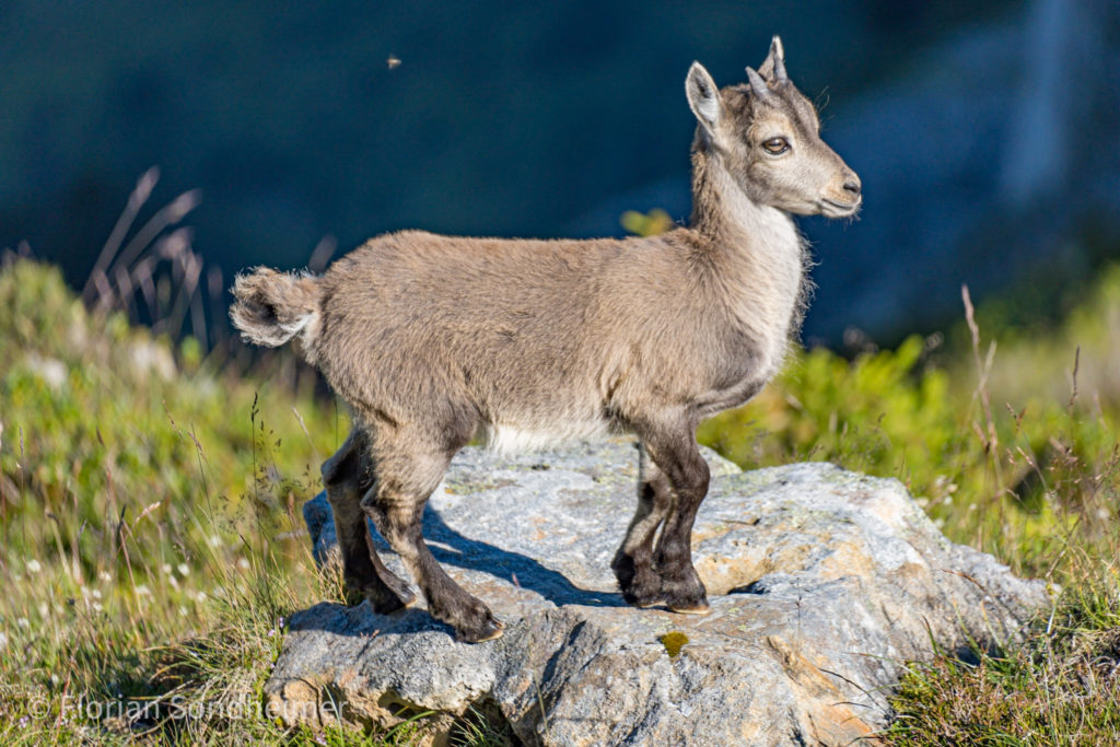 Steinbock
