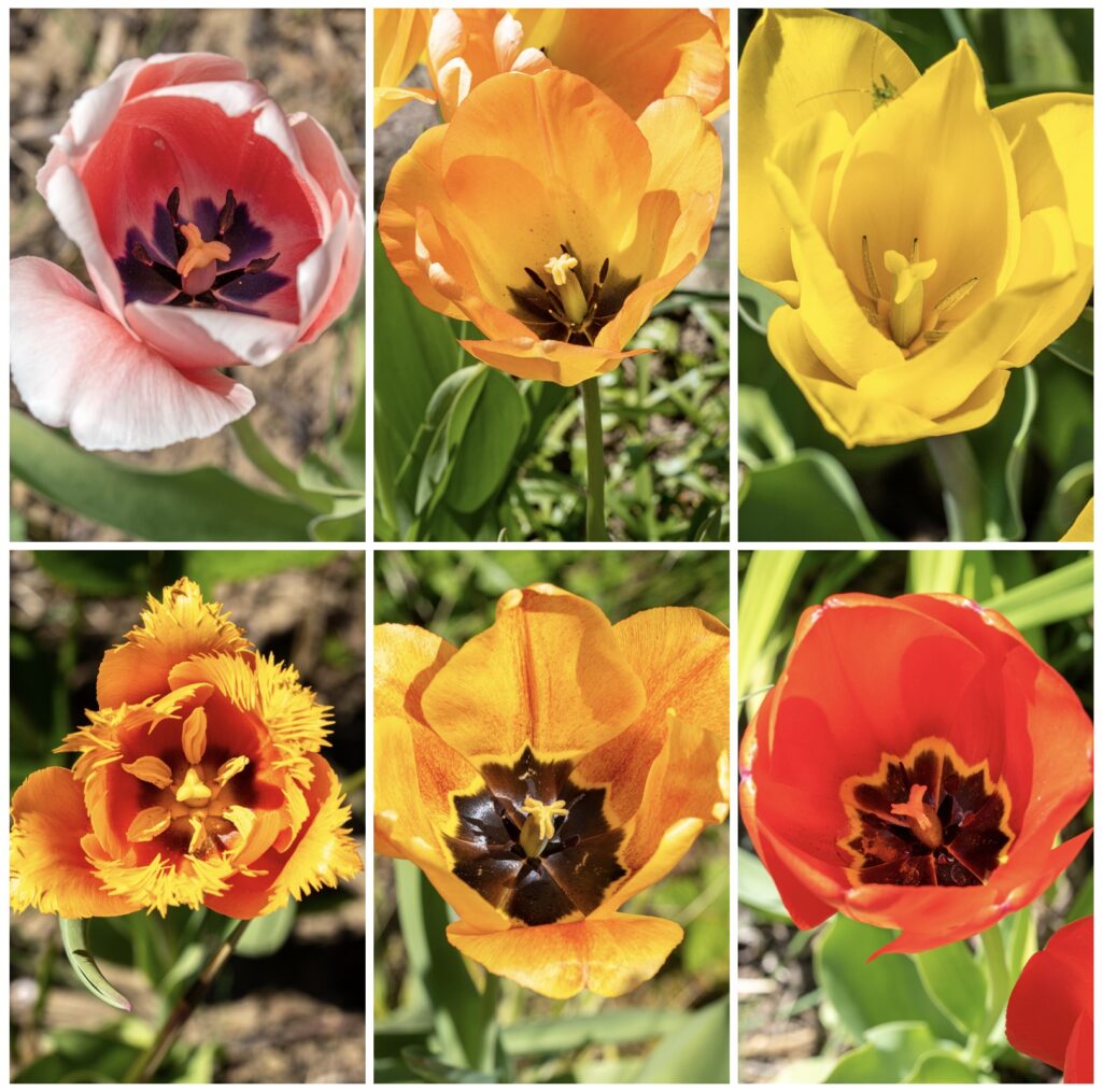Tulpen